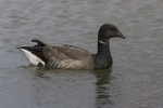 Brent Goose
