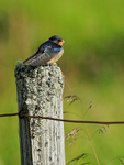 Juvenile Swallow perched on post, Scotland