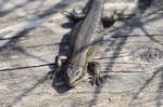 Common Lizard