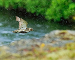 Golden Plover in flight, Iceland