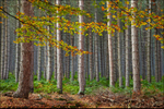 Autumn Pine