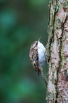Treecreeper Portrait
