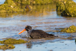 Sooty Oyster Catcher Bath 3