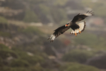 Crested Caracara on landing approach, Saunders Island, Falklands