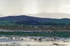 Barnacle Geese