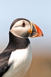 Puffin Portrait