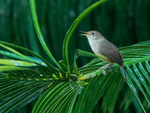 Southern House Wren singing, Osa Peninsula, Costa Rica