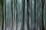 Bough Abstract