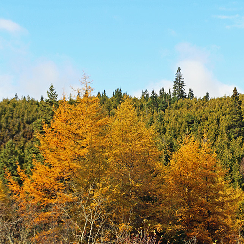 Tamarack trees in Autumn