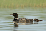Common Loon chicks following adult, Minnesota