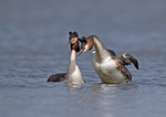 Great Crested Grebe - Podiceps cristatu