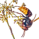 European hornet (Vespa crabro) MYN