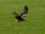 Red Kite