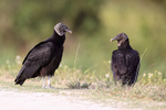 American Black Vultures at roadside, Viera Wetlands, Florida