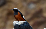 Güldenstädt's Redstart