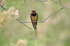 Swallow