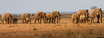 Elephants on the move