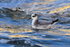 Grey Phalarope on the water at Farmoor Reservoir
