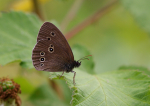 Ringlet