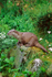 Otter