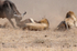Female Buffalo moving in