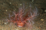 Thyonidium drummondii