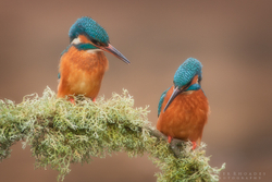 Kingfishers