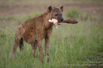 The bone collector