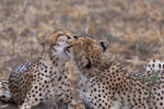 Cheetah Clean 1
