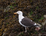 Great Black-backed Gull portfolio