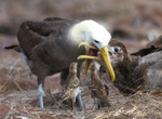 Waved Albatross 3