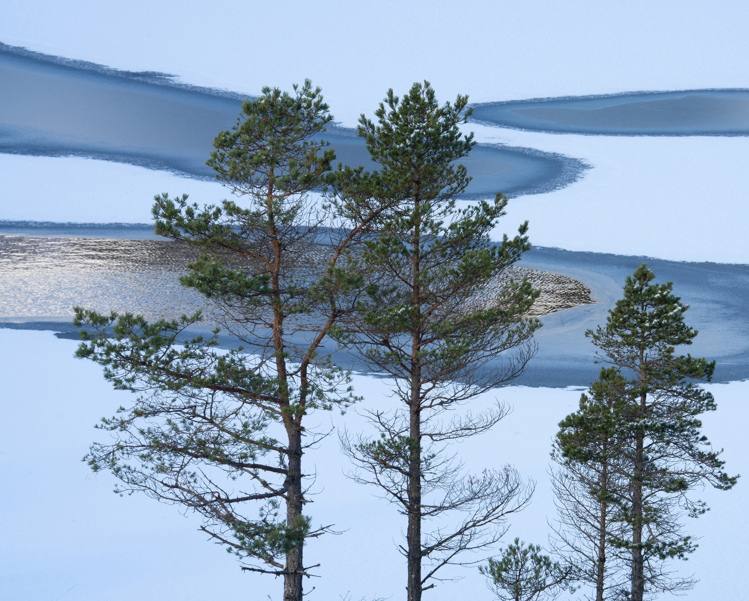 Winter's Embrace