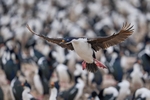 Imperial Shag