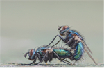 Mating Bluebottles