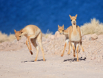 Young Vicuna bucking, Lake Miscanti, Chile