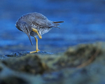 Wandering Tattler scratching, Ke'e Beach, Kauai