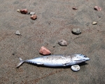 Washed Up