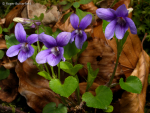 Common Dog-violet