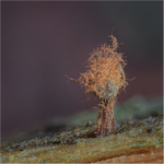 Metatrichia floriformis sporulating