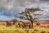 Grazing Exmoor Ponies