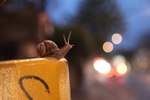 Common Garden Snail in a Bristol street at night