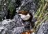 Dipper