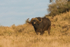 Buffalo