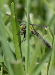 DF AnimalsCreatures 149