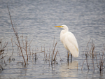 Great White Egret