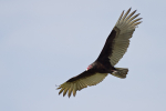 Turkey Vulture