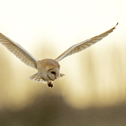 Barn Owl in flight