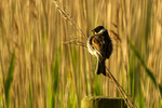 Reed Bunting - RSPB Frampton Marshes