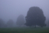 Durdham Downs in mist B075