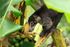 White-nosed Coati eating a banana at Bosque del Cabo